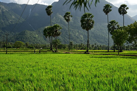 kollengode kerala