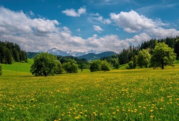 Scenic meadow dotted with yellow flowers and surrounded by lush green trees, against a backdrop of distant snow-capped mountains and blue sky