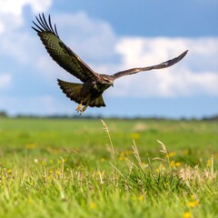 Fototapeta premium Hawk soaring over grassy field