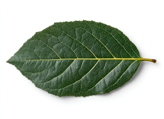 Obraz premium A close-up shows a single, slightly textured, dark green leaf with yellow veins against a white background, casting a gentle shadow