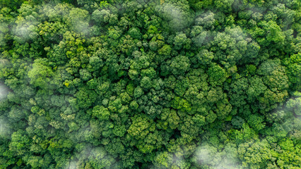 Naklejka premium Green forest, bird's eye view of green trees in the forest. Nature of the forest full of green trees. Concept of carbon neutrality and net zero emissions for a sustainable green environment.