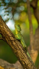 Fototapeta premium Green lizard on tree