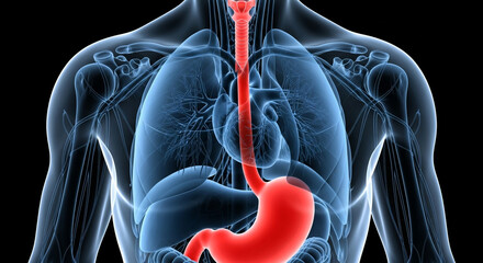 Detailed 3D human torso anatomy showing glowing red stomach, lungs, heart, and esophagus