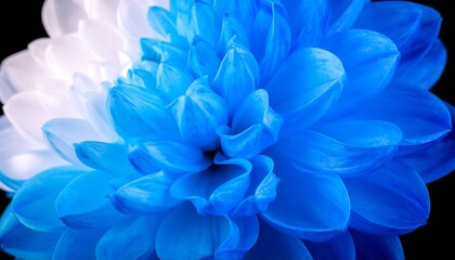 Vibrant blue and white dahlia close-up