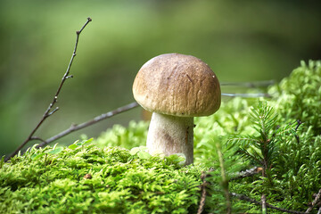 Close-up of a king bolete mushroom growing in lush green moss.