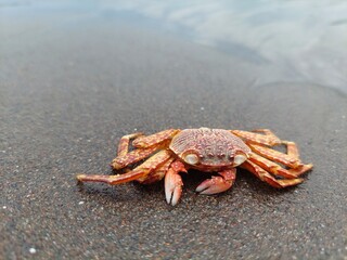 crab on the beach