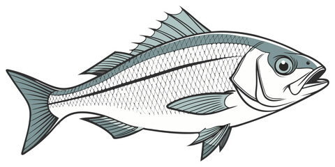 Fototapeta premium A high-resolution, photorealistic image of a whole European sea bass (Dicentrarchus labrax) isolated on a clean white background. The fish has silvery, metallic scales with a slightly darker bluish-gr