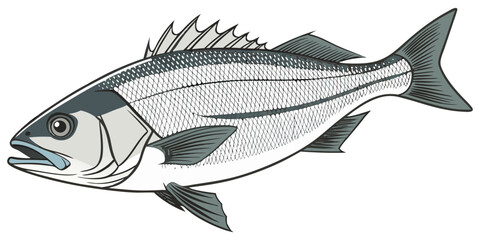Obraz premium A high-resolution, photorealistic image of a whole European sea bass (Dicentrarchus labrax) isolated on a clean white background. The fish has silvery, metallic scales with a slightly darker bluish-gr