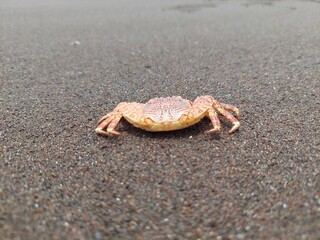 crab on the beach