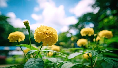 Close-up of bright yellow flowers in a garden setting, with a blurred background of greenery and a partly cloudy sky