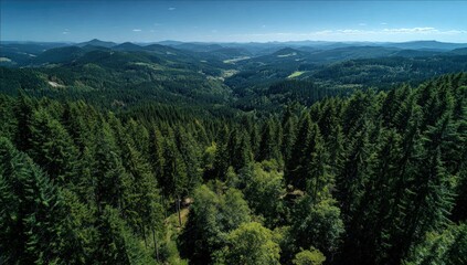 Obraz premium Lush green forest stretches into distance with rolling hills under clear blue sky