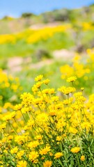 Obraz premium A vibrant field of bright yellow flowers fills the foreground, with a soft, out-of-focus background of more flowers and greenery, bathed in sunlight.