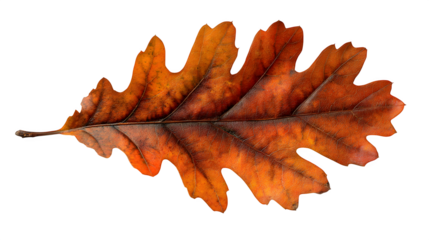 Single oak leaf, perfectly shaped, with subtle autumn coloration, isolated on Transparent background,