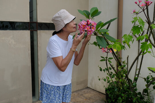 Adult Asian Balinese woman smelling the scent of pink plumeria flowers in the garden