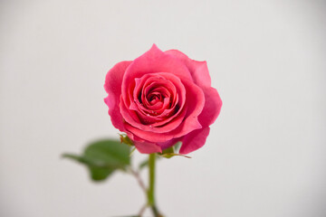 ピンクのばら