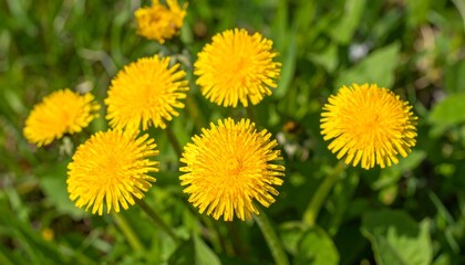 Close-up of bright yellow dandelions in a grassy field
