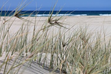 Closeup of green grass on the beach against the sea