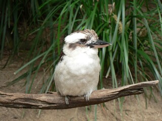Australian Bird Photography close up