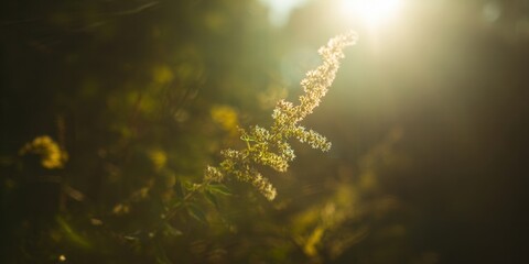 A beautiful display of wildflowers, illuminated by the warm afternoon sunlight.