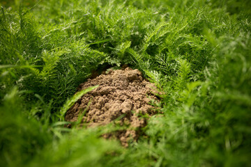 Fresh dirt in a green garden scene