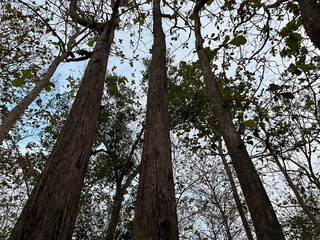 Tall teak trees rising into the sky, captured from a low angle in a dense tropical forest.