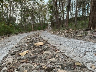 Rocky forest pathway with dry leaves scattered on the ground, surrounded by tall tropical trees.