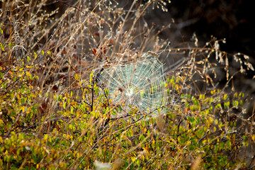 Spider webs are nature's works of art. Dew drops on spider web. Early foggy morning. Animals hunting methods idea concept.	