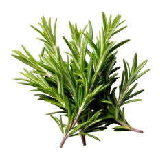 Obraz premium rosemary twig isolated on white or transparent
