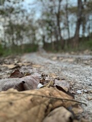 Gravel pathway through tropical forest with dry leaves on the ground, rural natural landscape.