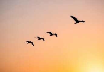 Obraz premium Birds flying in formation against warm gradient sky