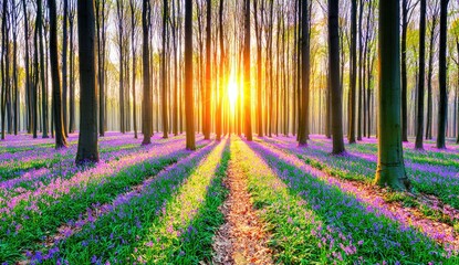 Sunlight streams through a vibrant forest floor covered in wildflowers, creating a path of light