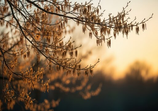 Backlit bare tree branches in golden light