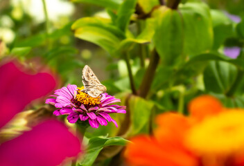butterfly on flower