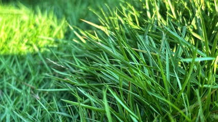 Soft Focus on a Healthy Green Lawn, Ideal for Concepts of Tranquility, Renewal, and Escaping to Nature