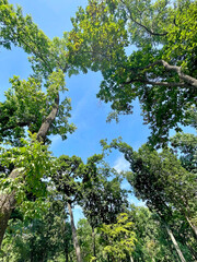 Crowns of deciduous trees in Pokrovsky Park in Vladivostok