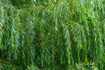  Close-up of vibrant green weeping willow branches cascading gracefully. The dense foliage creates...