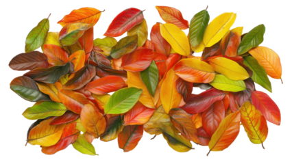 Colorful Autumn Leaves in Varied Hues Scattered on Transparent Background Representing Fall Season