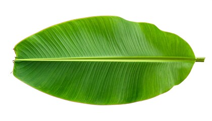 Obraz premium Close-up of a vibrant banana leaf