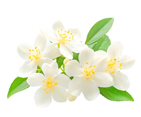Obraz premium Close up showcases five white jasmine flowers clustered beautifully together on transparent background