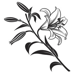 Vibrant Silhouette Lily Flower With Extende Professional Photo