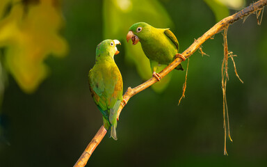 Fototapeta premium Tovisittich (Brotogeris jugularis)