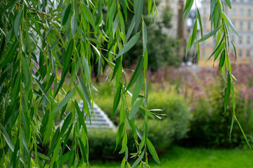  Close-up of lush green willow branches swaying gently in a city park, framed by blurred urban...