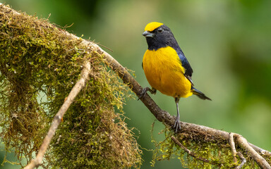 Gelbbauchorganist (Euphonia xanthogaster)