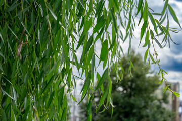  Close-up of lush green willow branches swaying gently in a city park, framed by blurred urban buildings and colorful flowers, showcasing nature's tranquility within an urban setting.  © magpie