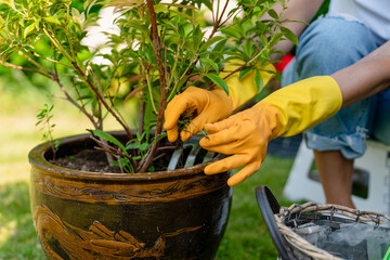 Gardening enthusiast tends to potted plant in sunny backyard while wearing bright gloves during a warm afternoon