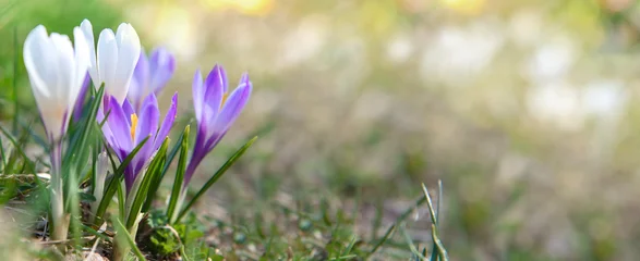 Fotobehang Krokus beautiful violet and white crocus flowers  blooming in a meadow at springtime in alpine mountain with empty space  © coco