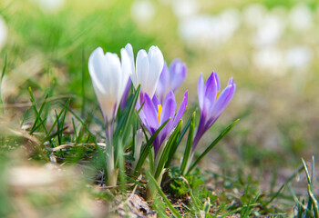 beautiful violet and white crocus flowers  blooming in a meadow at springtime in alpine mountain