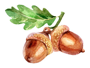 Hand drawn watercolor painting of acorn nut isolated illustration © pim