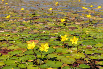 Nuphar lutea. Floating leaves of the yellow water lily with its flower clusters.