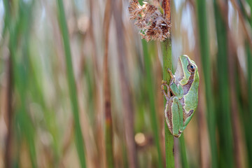 San Antonio tree frog. Hyla arborea.
